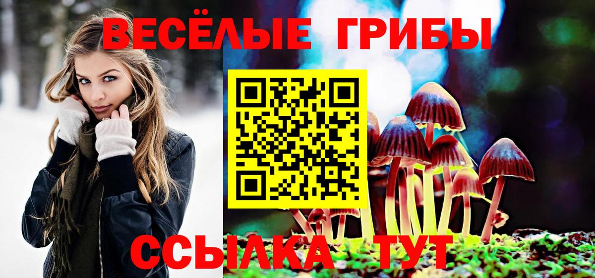 Галлюциногенные грибы Psilocybe Камень-на-Оби